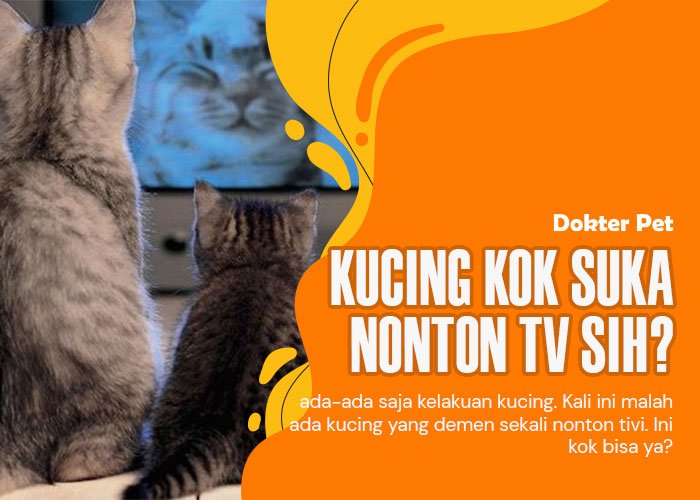 Apakah Kucing Suka Menonton TV?Yuk Temukan Jawabannya!”