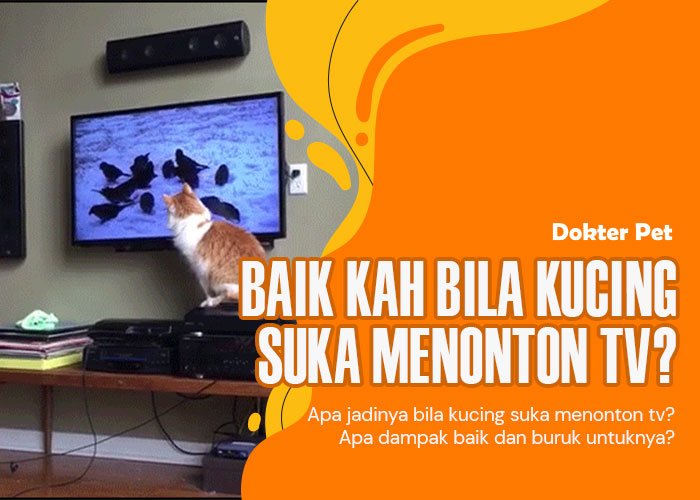 Kucing suka menonton tv: Dampak yang kucing dapatkan