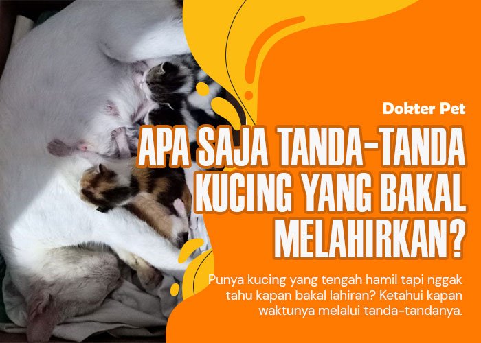 Tanda-Tanda dan Persiapan Kucing Melahirkan