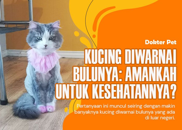 Mewarnai bulu kucing: Apakah hal ini aman untuk kesehatannya?