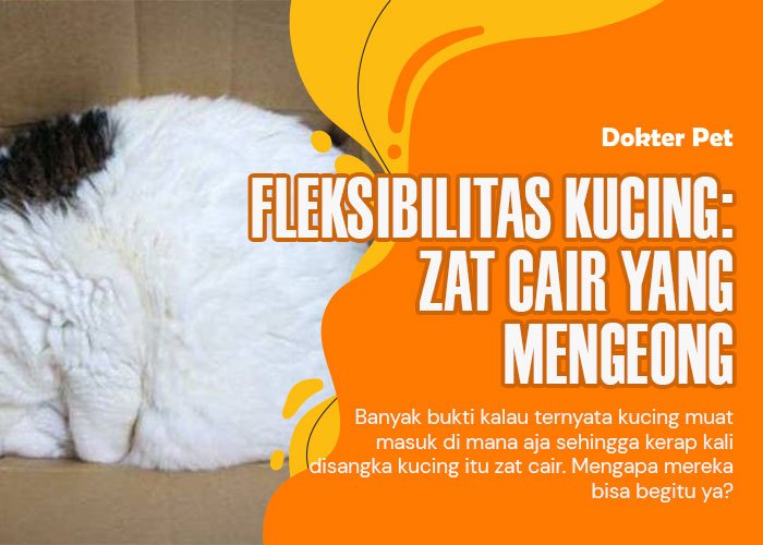 Fleksibilitas kucing: Apakah kucing sebenarnya benda cair?