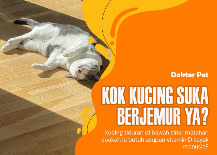 Kucing suka berjemur: Yuk kupas alasan si empus begitu