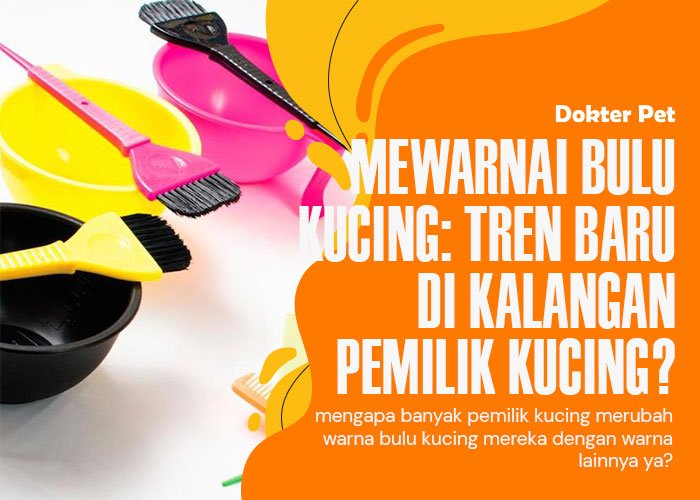 Mewarnai Bulu Kucing: Mengapa hal ini banyak dilakukan majikan kucing?