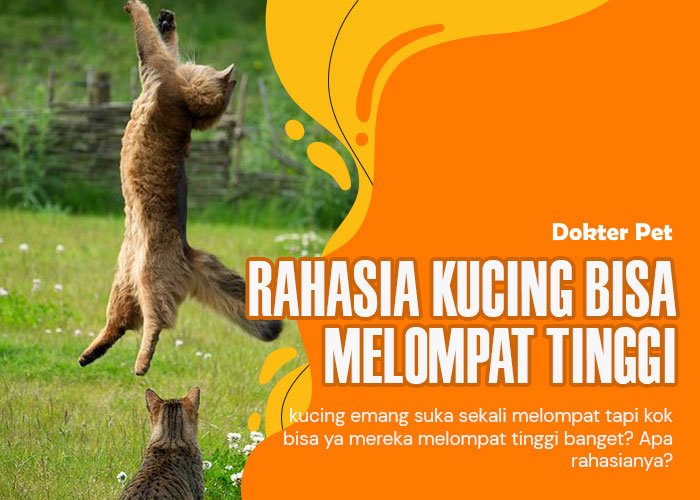 Kok bisa kucing melompat tinggi sekali?