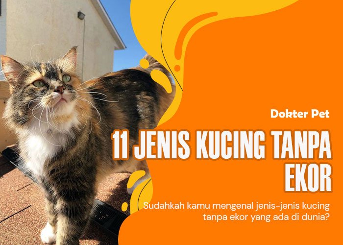 11 Jenis kucing tanpa ekor. Siapa sajakah mereka?