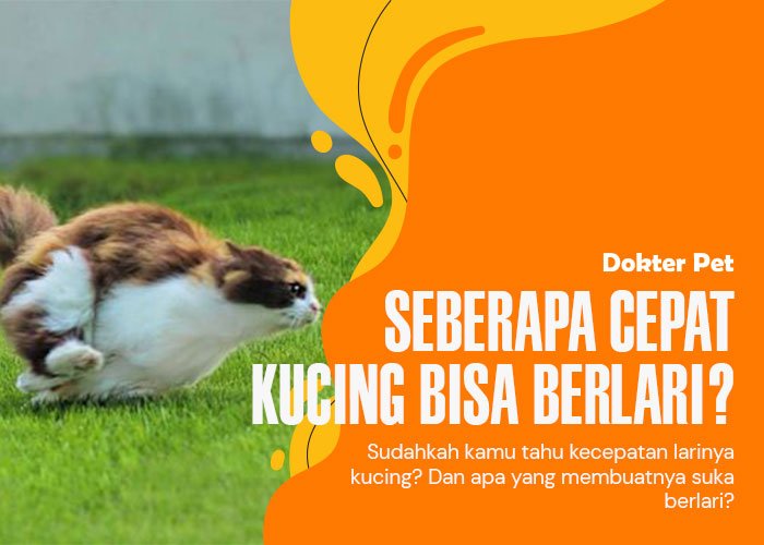 Kucing lari: Mari kita mengukur seberapa cepat mereka berlari