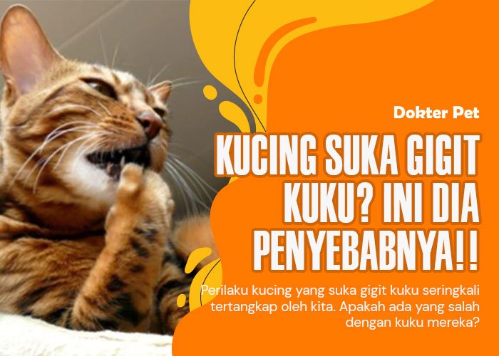 Kucing gigit kuku: Ketahui penyebab dan solusinya