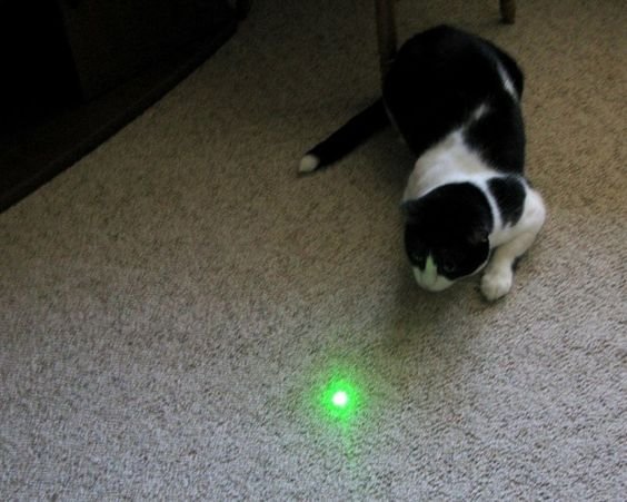 bermain bersama kucing pakai mainan laser