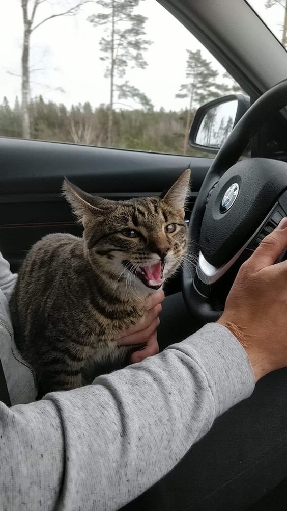 tanda-tanda mabuk kendaraan pada kucing