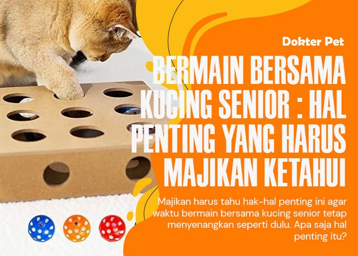 Bermain Bersama Kucing Senior: Hal-Hal Penting yang Perlu Anda Perhatikan Untuknya