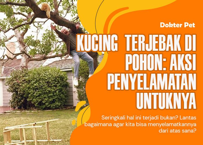 Kucing terjebak di pohon: Sebab dan cara penangannya