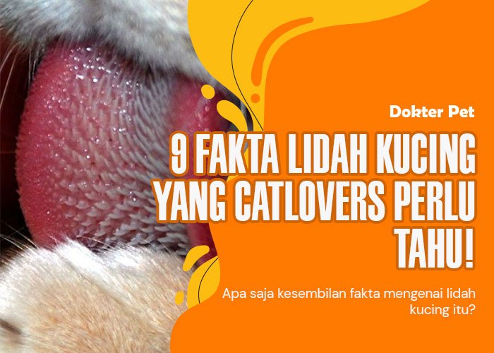 9 Fakta lidah kucing yang menarik untuk catlovers ketahui