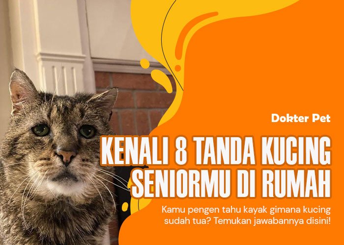 Kucing Senior : Kenali Apa Saja Tanda Kucing Mulai Menua