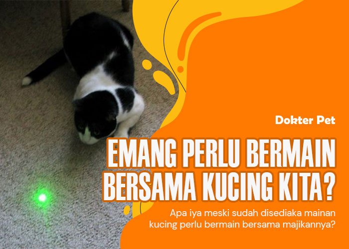 Bermain Bersama Kucing: Berapa Lama Waktu yang Ideal?