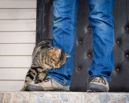 tanda kucing menyukaimu dengan menggosok badannya ke tubuhmu