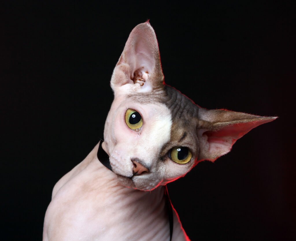 warna mata kucing Sphynx adalah kuning