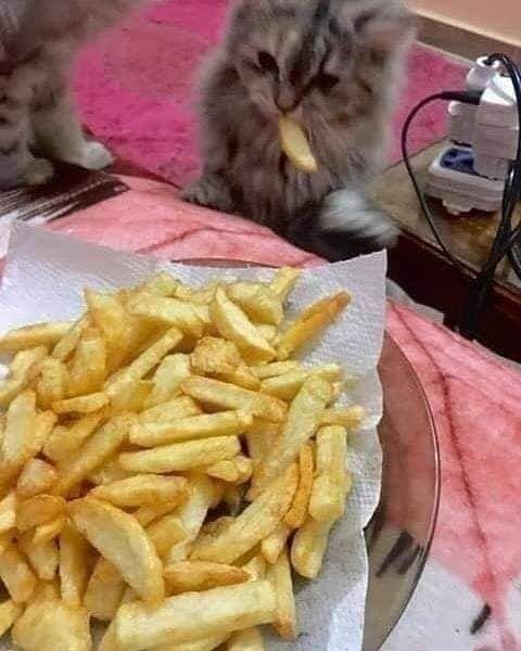 kucing makan fried fries