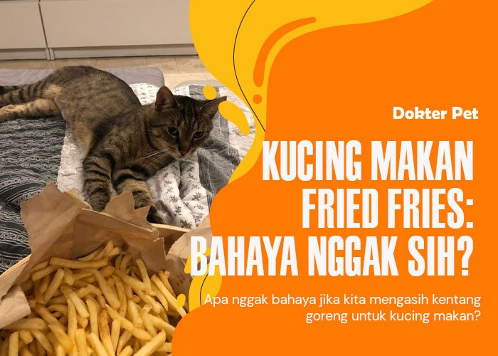 Kucing Makan Fried Fries: Mengapa Ini Bukan Ide yang Bagus?