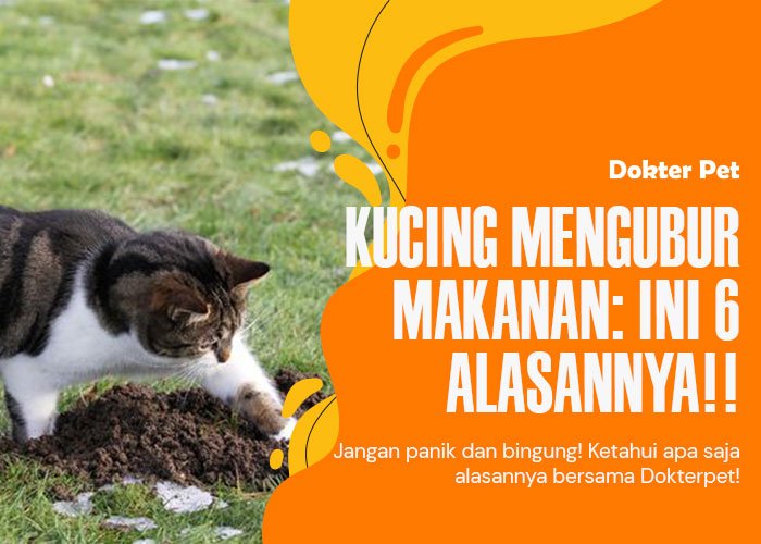 Pengen tahu alasan kucing mengubur makanannya? Ini kata pakar hewan!