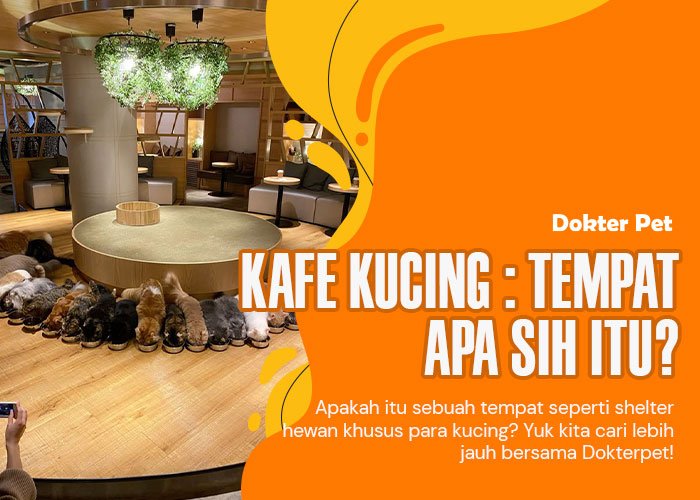 Kafe kucing: Jelajahi keseruan bersantai dengan para kucing!!