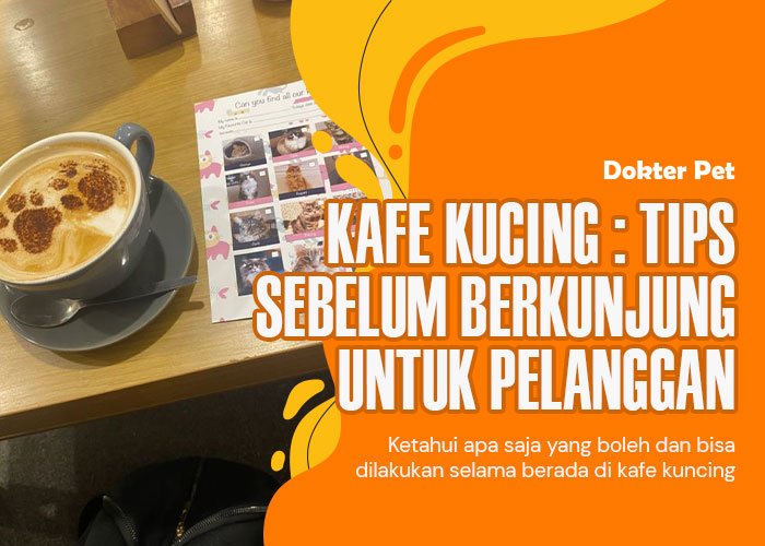 Kafe Kucing : Hal yang perlu diketahui sebelum berkunjung