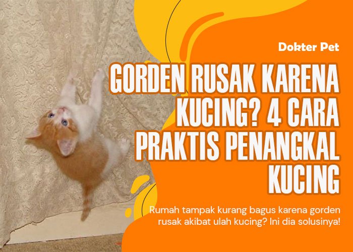 Kucing suka memanjat gorden? Solusi praktis atasi hal ini!