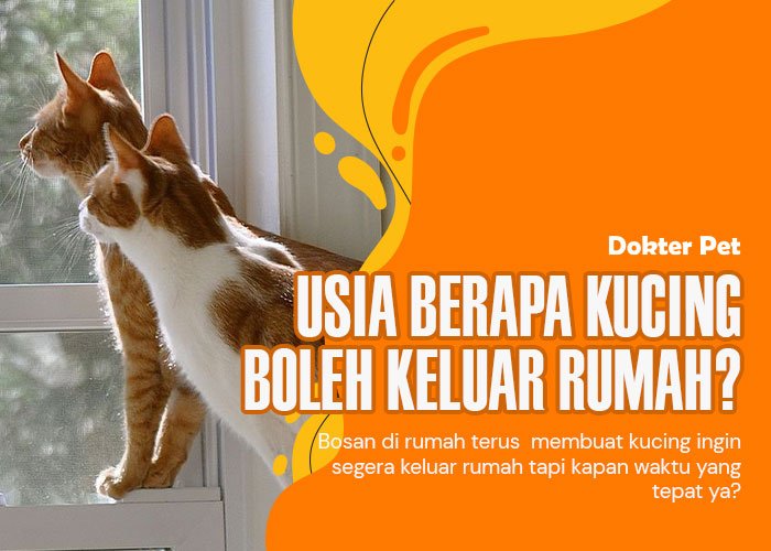 Kucing Keluar Rumah Tanpa Pengawasan, Aman atau Berisiko?