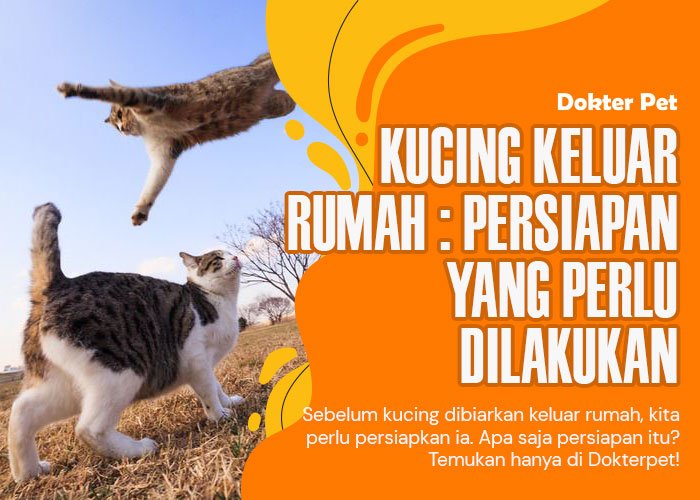 Kucing keluar rumah sendirian: Persiapan dan tips agar tetap aman di luar