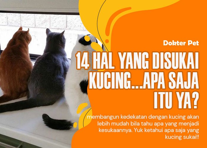 14 Hal yang Disukai Kucing dan Membuatnya Bahagia Setiap Hari!