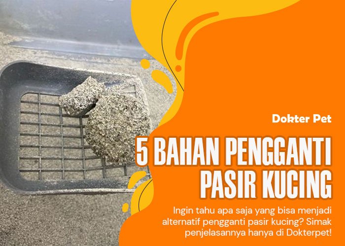 Bahan pengganti pasir kucing: 5 Pilihan terbaik untuk kenyamanan kucing anda