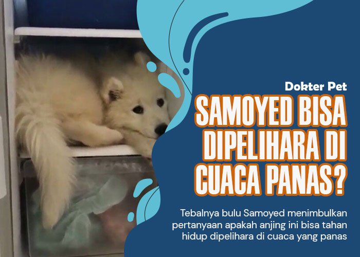 Samoyed hidup di cuaca panas: Apakah mungkin?