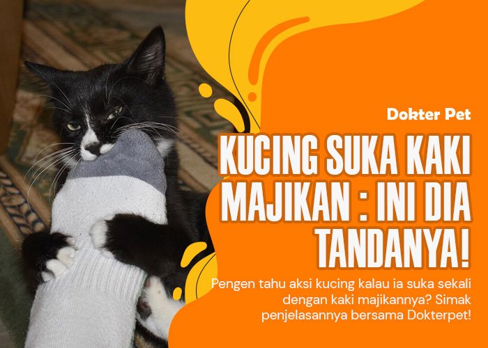 Kucing suka kaki majikannya: 3 Tanda yang wajib Anda ketahui