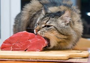 03513798256c19344e51da9bef16b083 - Kucing Perlu Makan Daging: Benarkah Makanan Olahan Bisa Menggantikan Nutrisi Daging Segar?