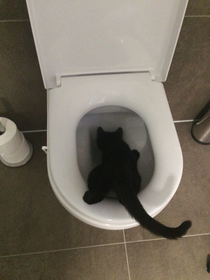 kucing minum air toilet