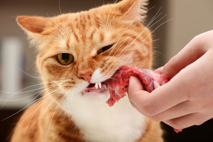 kucing perlu makan daging