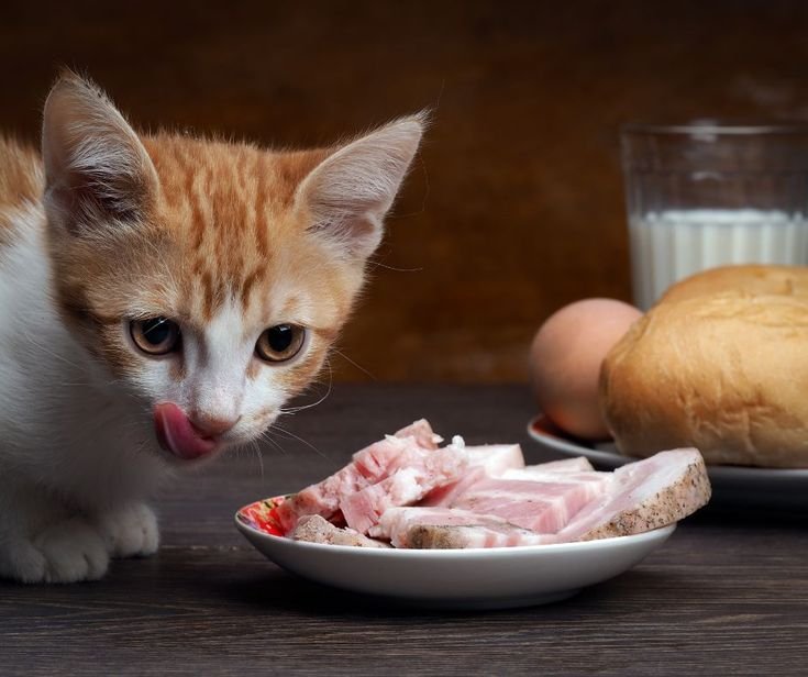 kucing perlu makan daging demi kesehatan mereka