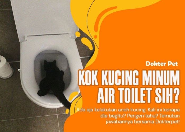 Kucing Minum Air Toilet: Apakah Itu Normal?