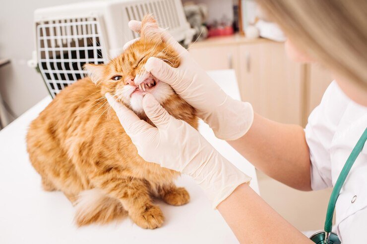 veterinarian checks teeth cat 650851 2119 - Tips Merawat Kucing Senior: 10 Hal yang Harus Dilakukan Pemilik