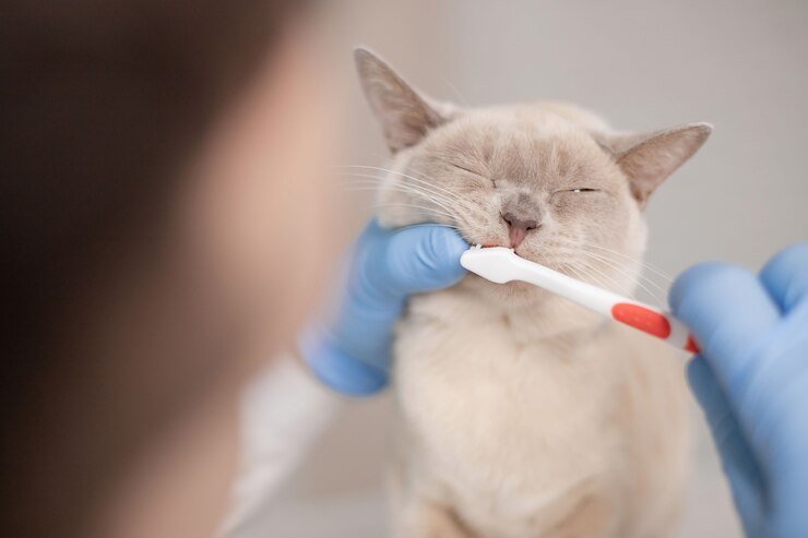 veterinarian doctor cleaning cats teeth 273541 9 - Tips Merawat Kucing Senior: 10 Hal yang Harus Dilakukan Pemilik