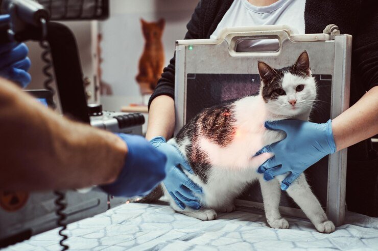 rutin melakuka check up kesehatan merupakan salah satu tips merawat kucing senior